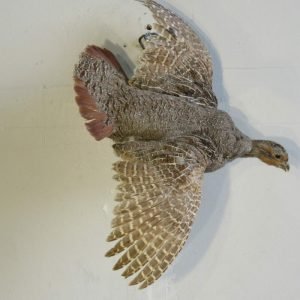Flying Hungarian Partridge Taxidermy. T-116HU