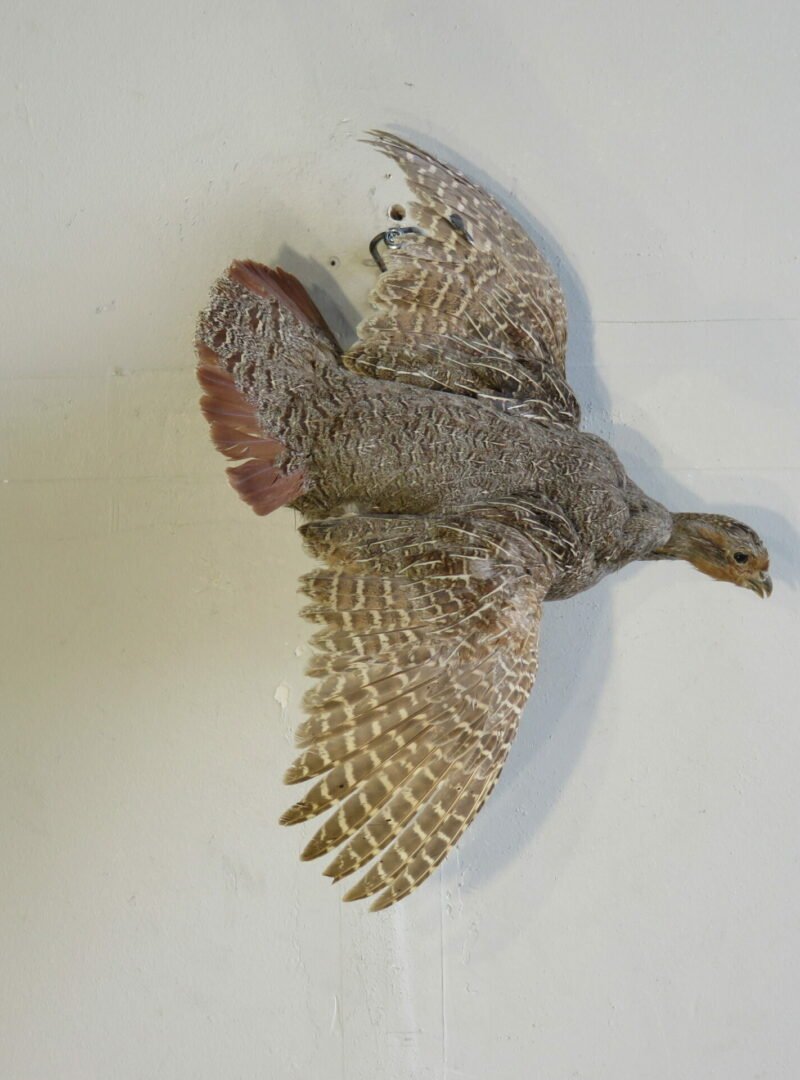 Flying Hungarian Partridge Taxidermy. T-116HU
