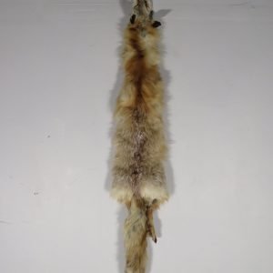 Fox Taxidermy Skin. P-114CF