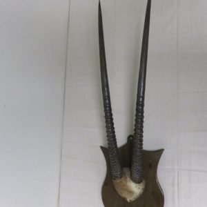 Gemsbok/Oryx Horns on Plaque X-106G