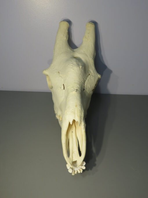 Giraffe Skull w/ Lower Jaw. X-171GI