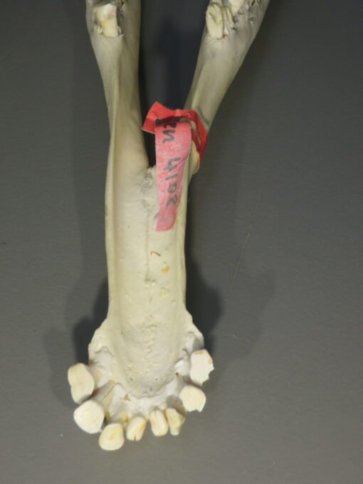 Giraffe Skull w/ Lower Jaw. X-171GI