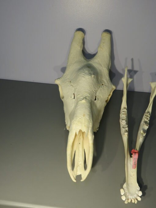 Giraffe Skull w/ Lower Jaw. X-171GI