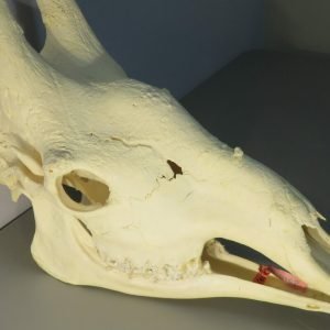 Giraffe Skull w/ Lower Jaw. X-171GI