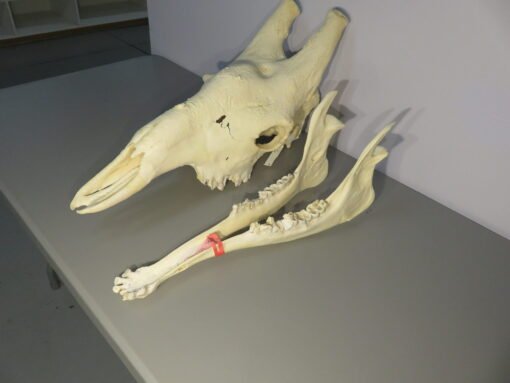 Giraffe Skull w/ Lower Jaw. X-171GI