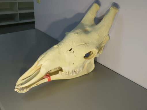 Giraffe Skull w/ Lower Jaw. X-171GI