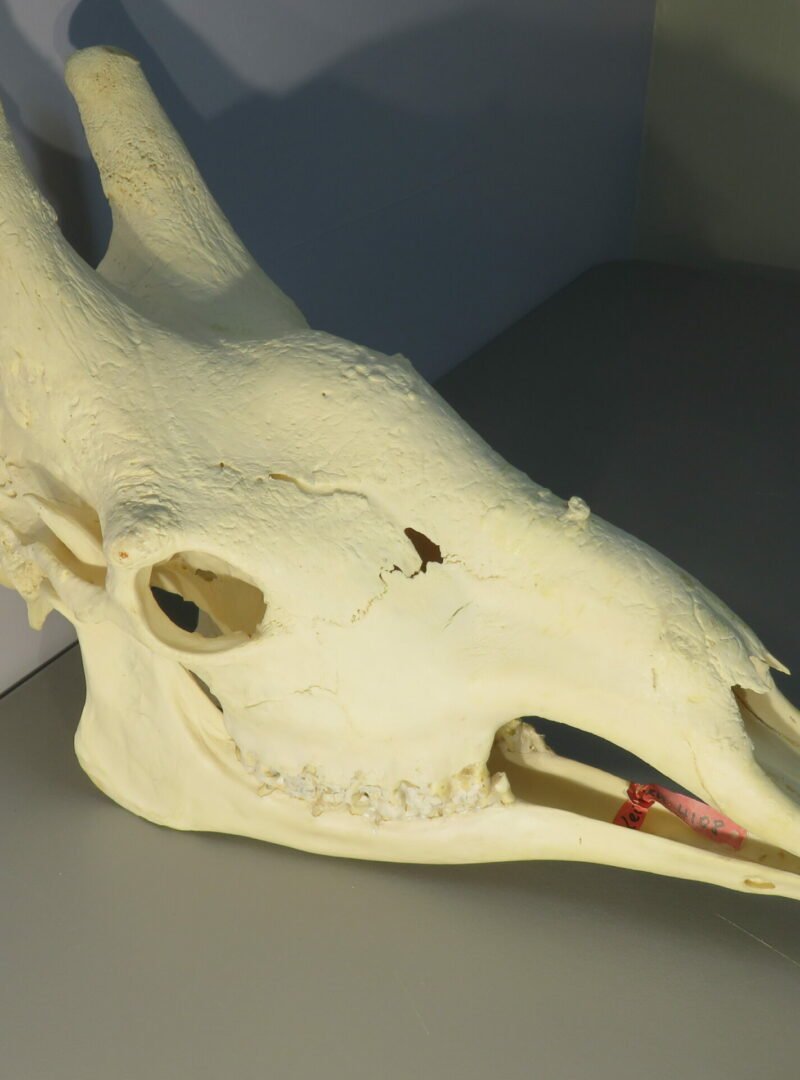 Giraffe Skull w/ Lower Jaw. X-171GI