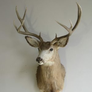 Great sized Mule Deer Taxidermy. M-146S