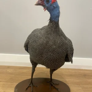 Helmeted Guinea Fowl