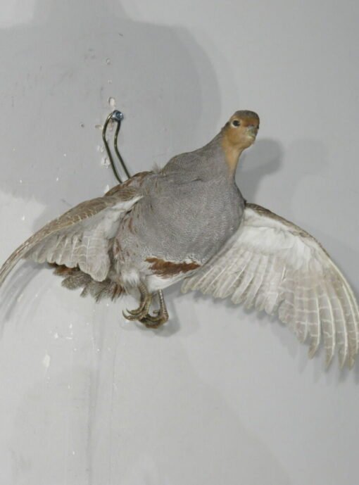 Hungarian Partridge Taxidermy. T-114HU