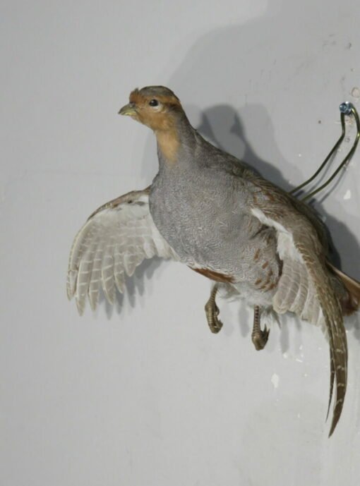 Hungarian Partridge Taxidermy. T-114HU