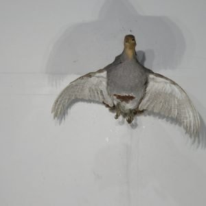 Hungarian Partridge Taxidermy. T-114HU