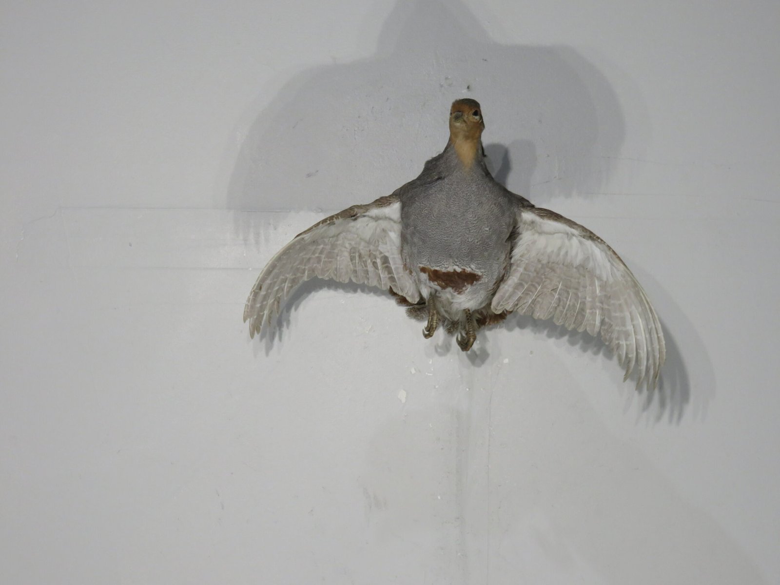 Hungarian Partridge Taxidermy. T-114HU