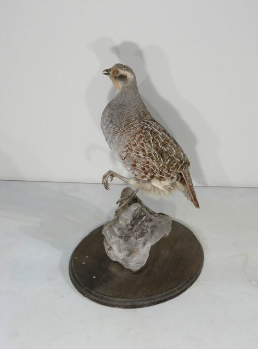 Hungarian Partridge Taxidermy. T-121HU