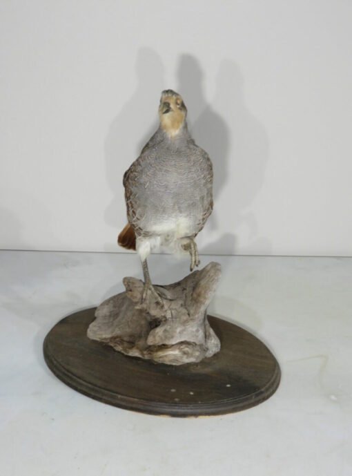 Hungarian Partridge Taxidermy. T-121HU