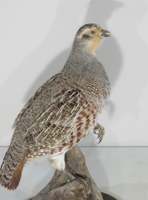 Hungarian Partridge Taxidermy. T-121HU