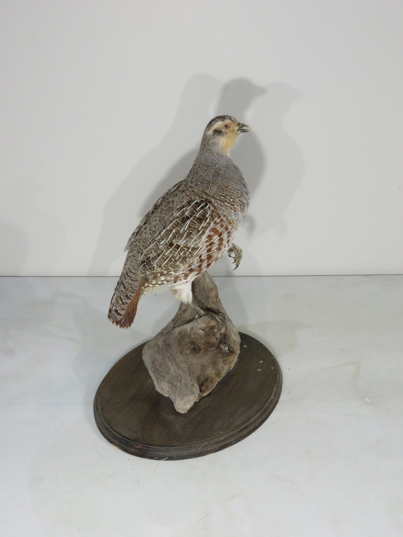 Hungarian Partridge Taxidermy. T-121HU