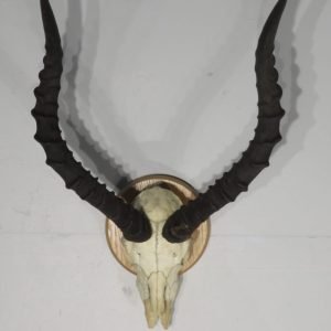 Impala European Mount On plaque. X-151IM
