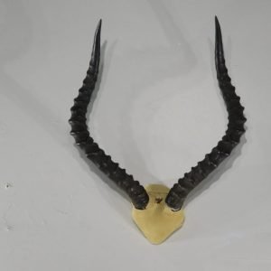 Impala Horns. X-148IM