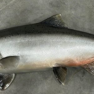 King (Chinook) Salmon Taxidermy. F-111KS