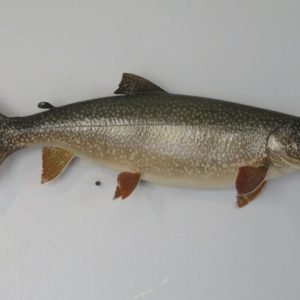 Lake Trout Taxidermy. F-112LT