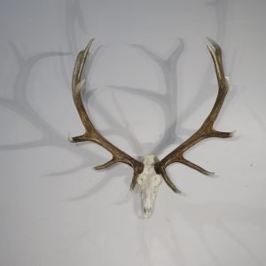 Large Utah Elk European Mount. E-130E
