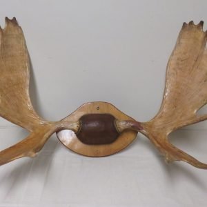 Moose Antler Mount on Plaque O-109M