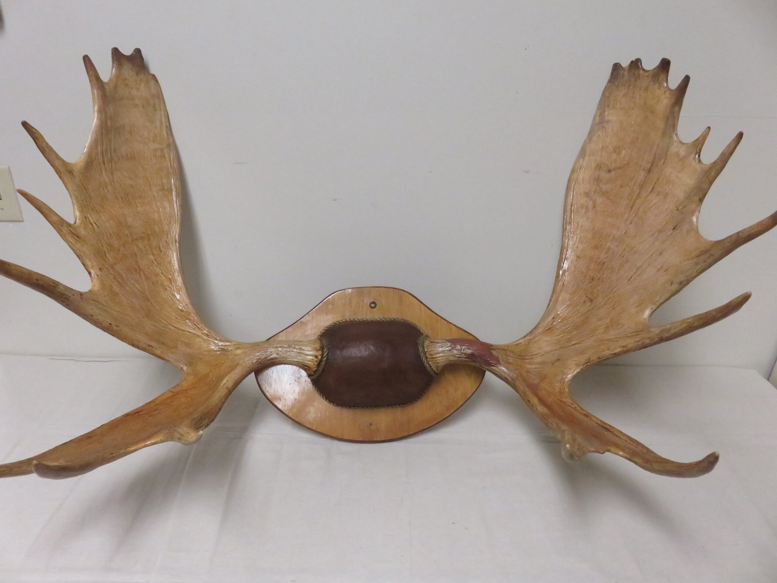 Moose Antler Mount on Plaque O-109M