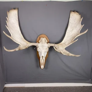 Moose Skull 53”