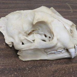 Mountain Lion (Cougar) Full Skull. L-111SK