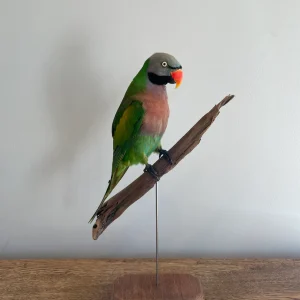 Moustache Parrot
