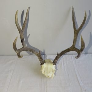 Mule Deer Antlers/Rack M-132R