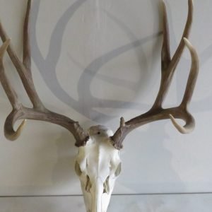 Mule Deer European Mount M-107