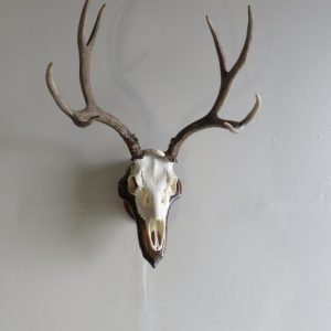 Mule Deer European Mount on Plaque M-133E