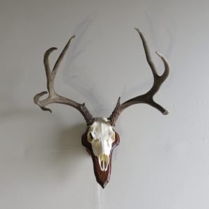 Mule Deer European Mount on Plaque ME-132