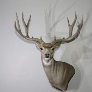 Mule Deer Pedestal Taxidermy Mount. Trophy Class M-139S