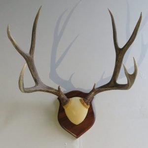 Mule Deer Rack on Wood Plaque M-131R