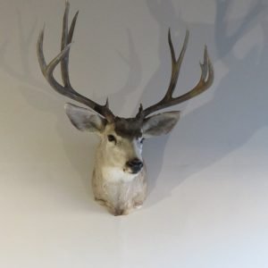 Mule Deer Shoulder Mount. DM-115