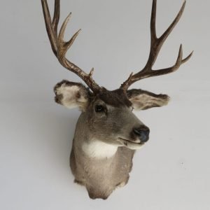 Mule Deer Shoulder Mount Taxidermy. M-105S