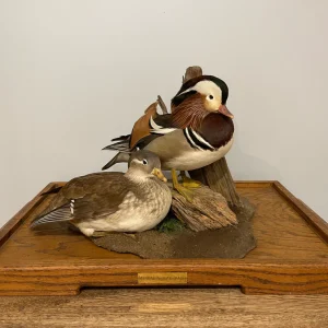 Pair of Mandarin Ducks