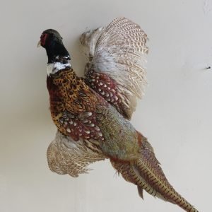 Pheasant Life Size Taxidermy Mount T-105P