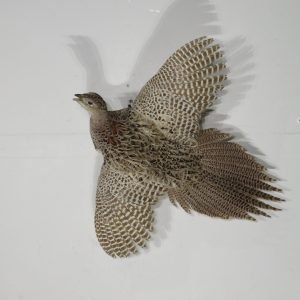 Pheasant Life-Sized Hen In Flight Taxidermy. T-111P