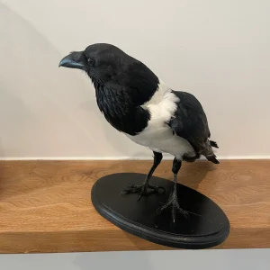Pied Crow
