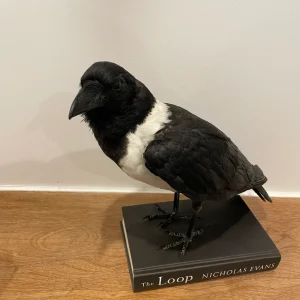 Pied Crow Mount