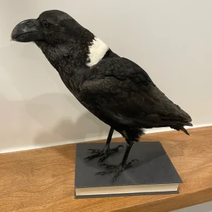 Pied Raven
