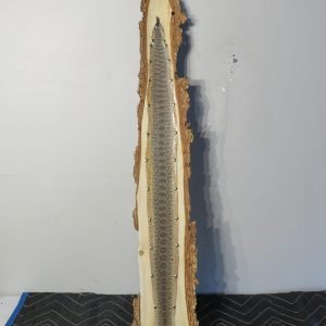 Prairie Rattlesnake Taxidermy Skin On Slab Wood. R-102RS