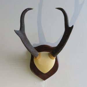 Pronghorn Antelope Horns on Plaque A-121P