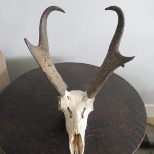 Pronghorn European Mount With Large 14″ Horns. A-140E