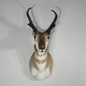 Pronghorn Taxidermy. A-130PS