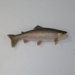 Rainbow Trout real Skin Taxidermy. F-106RT